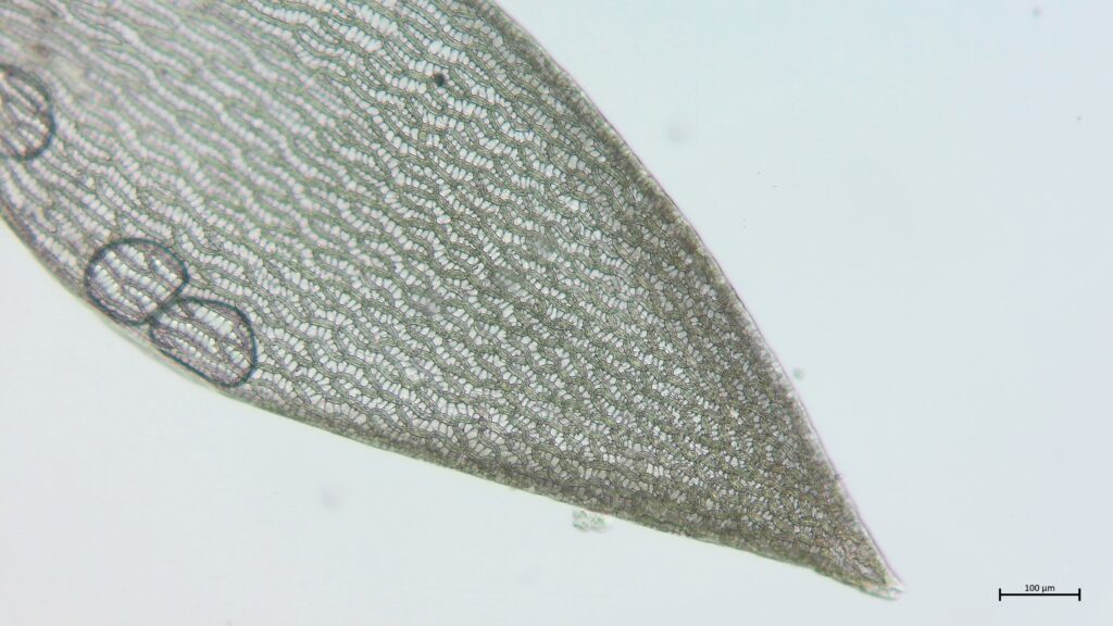 Astblatt von Sphagnum pulchrum