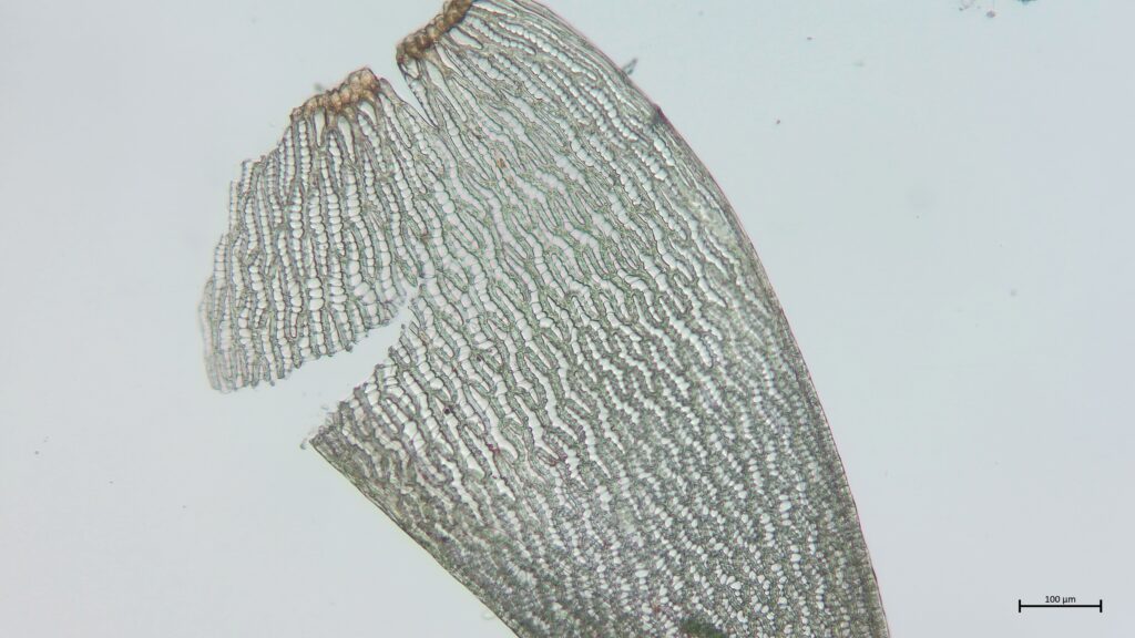 Astblatt von Sphagnum pulchrum