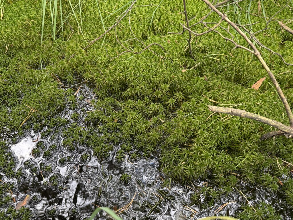 Sphagnum riparium