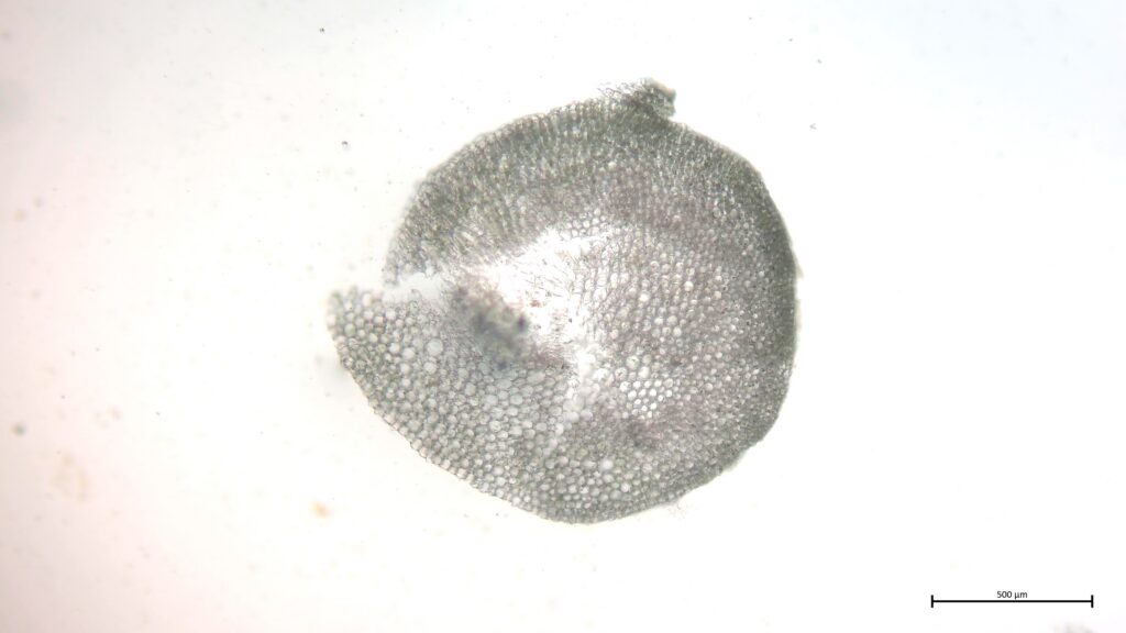 Stammquerschnitt von Sphagnum riparium