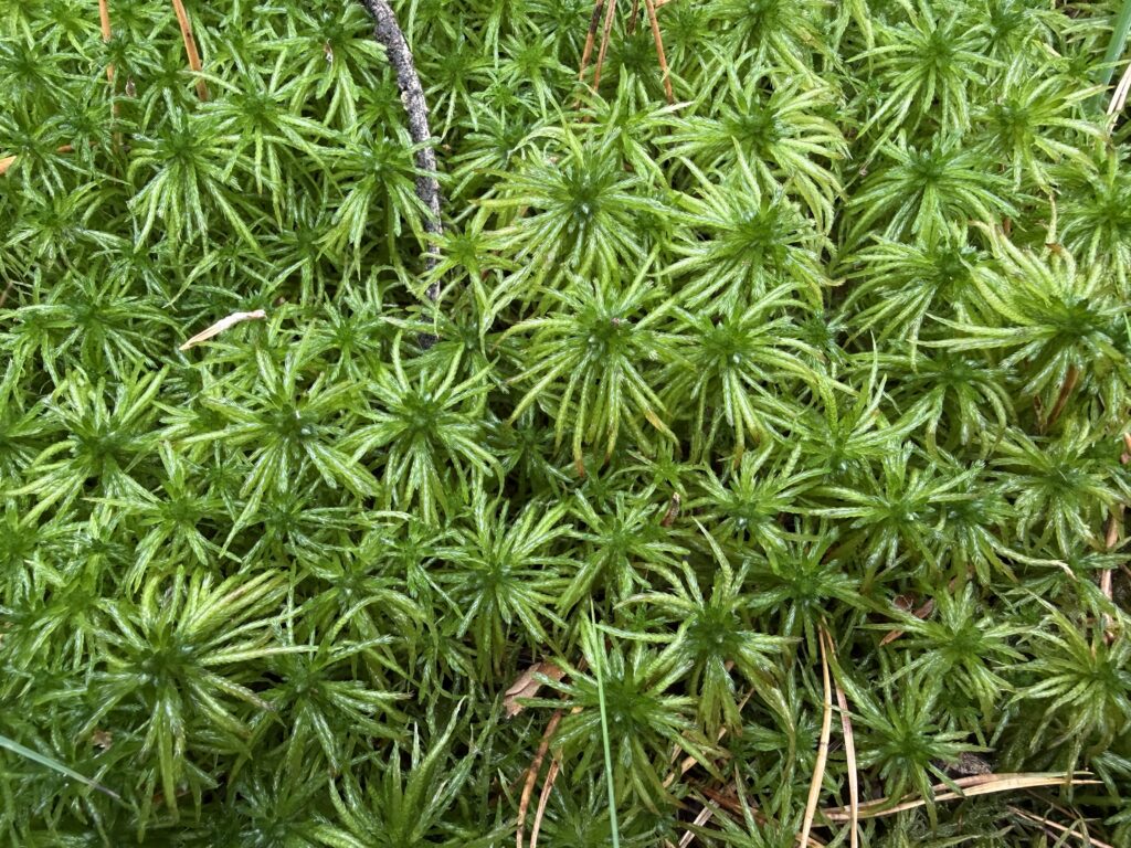 Sphagnum riparium
