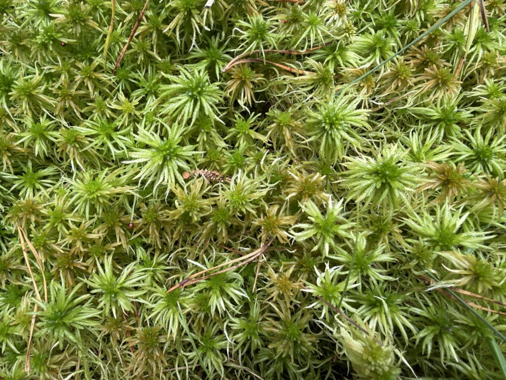 Sphagnum riparium mit S. fallax