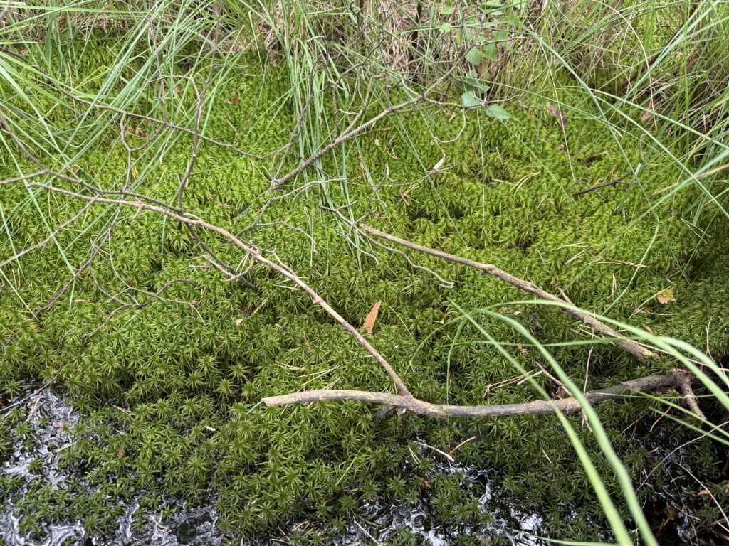 Sphagnum riparium