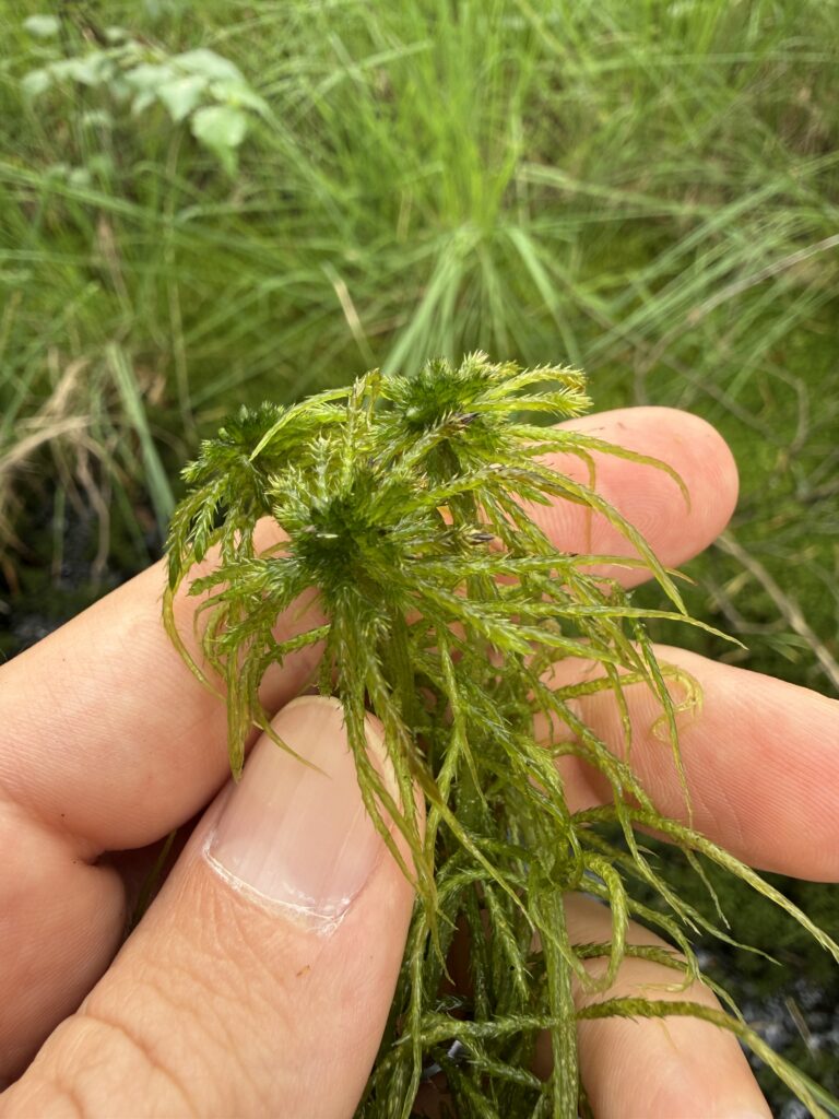 Sphagnum riparium