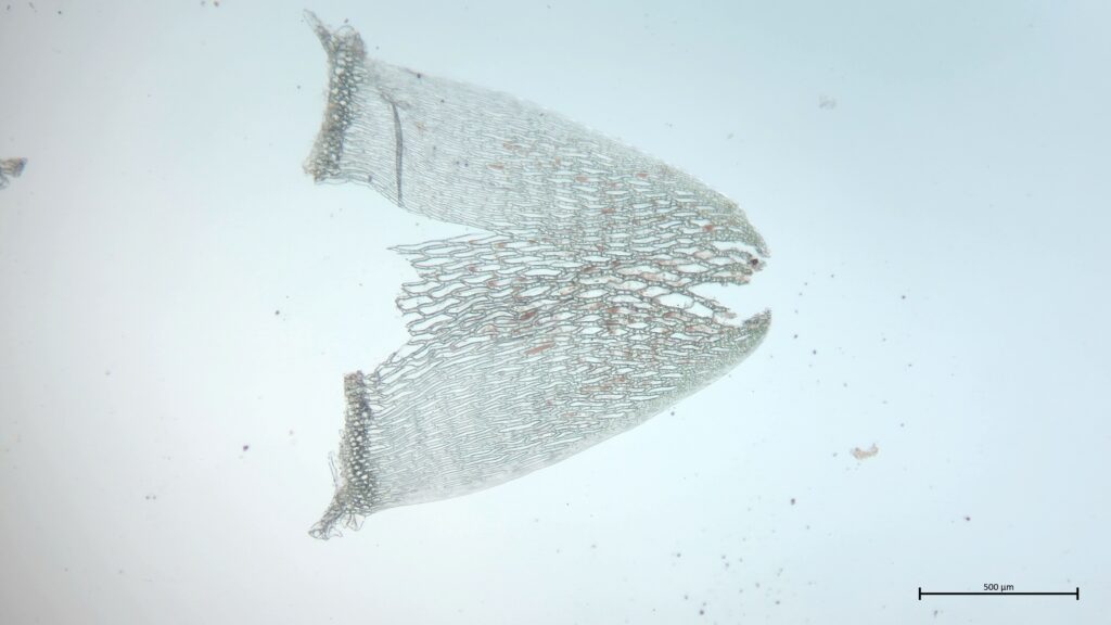 Stammblatt von Sphagnum riparium
