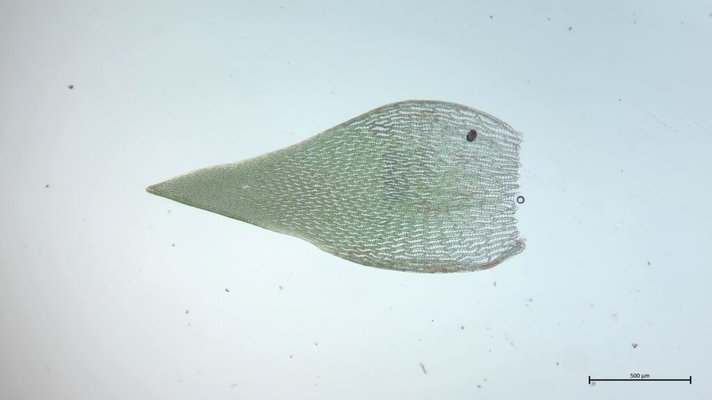 Astblatt von Sphagnum riparium
