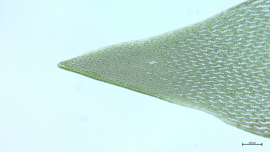 Astblatt von Sphagnum riparium