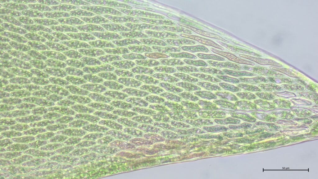 Astblattspitze von Sphagnum riparium