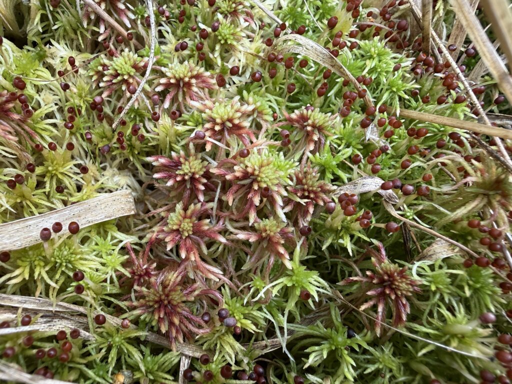 Sphagnum russowii