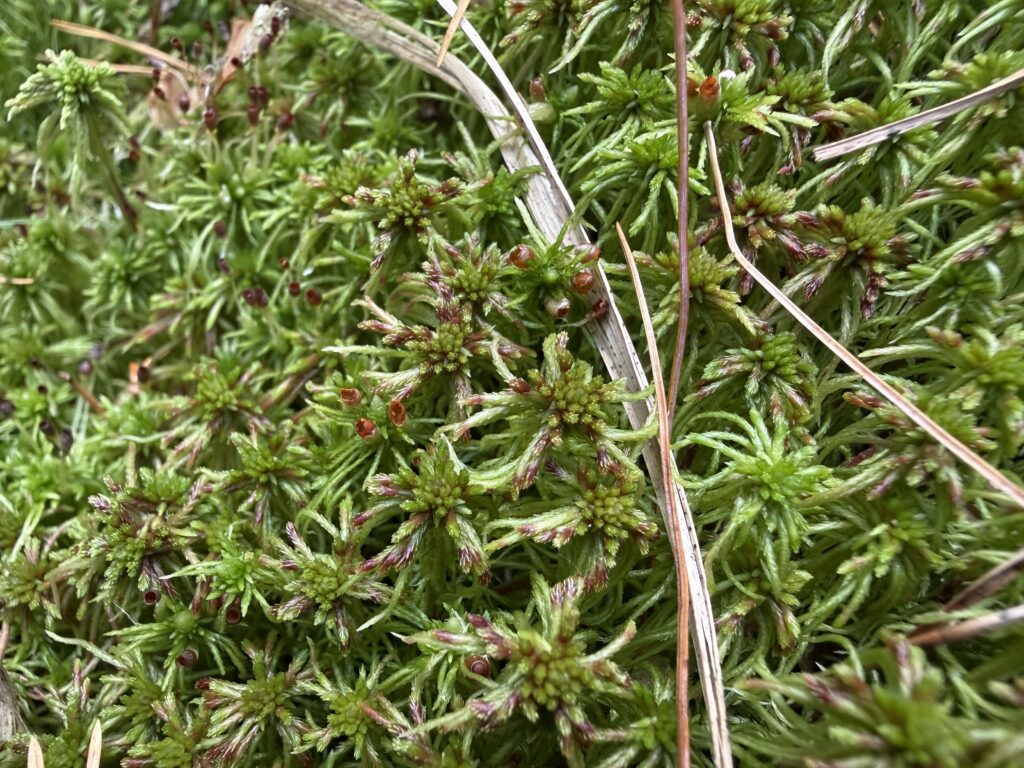 Sphagnum russowii