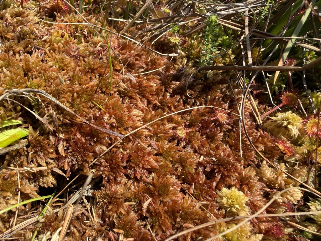 Sphagnum subnitens
