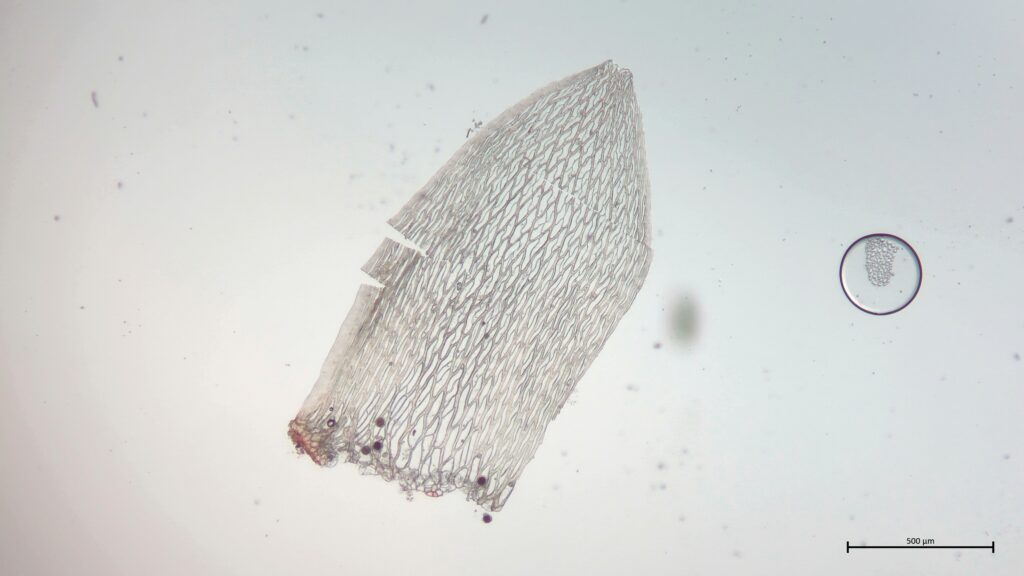 Stammblatt von Sphagnum subnitens