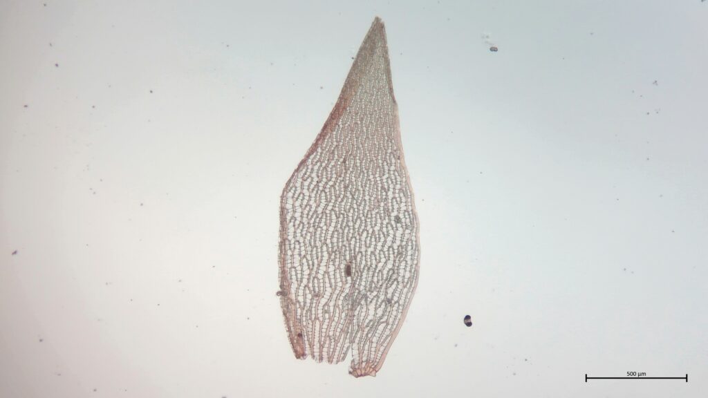 Astblatt von Sphagnum subnitens
