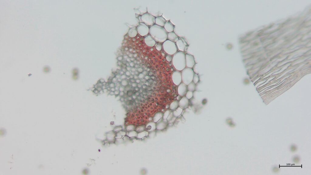 Stammquerschnitt von Sphagnum subnitens