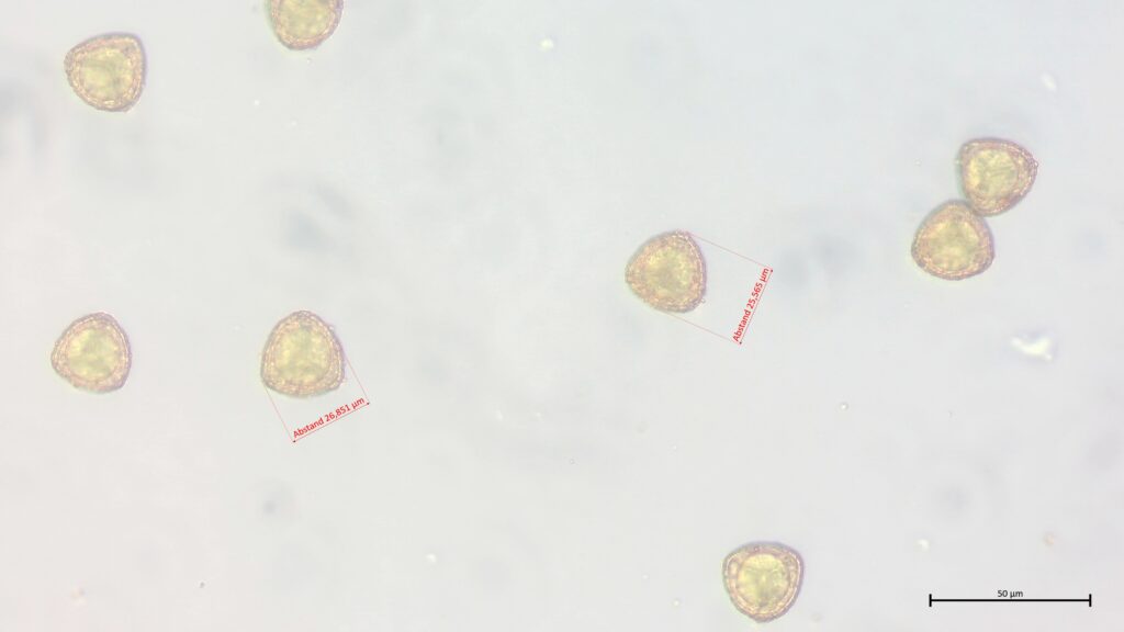 Sporen von Sphagnum subnitens