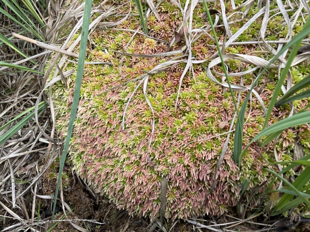 Sphagnum subnitens