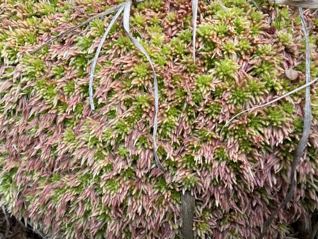 Sphagnum subnitens