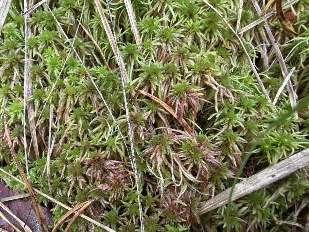 Sphagnum subnitens