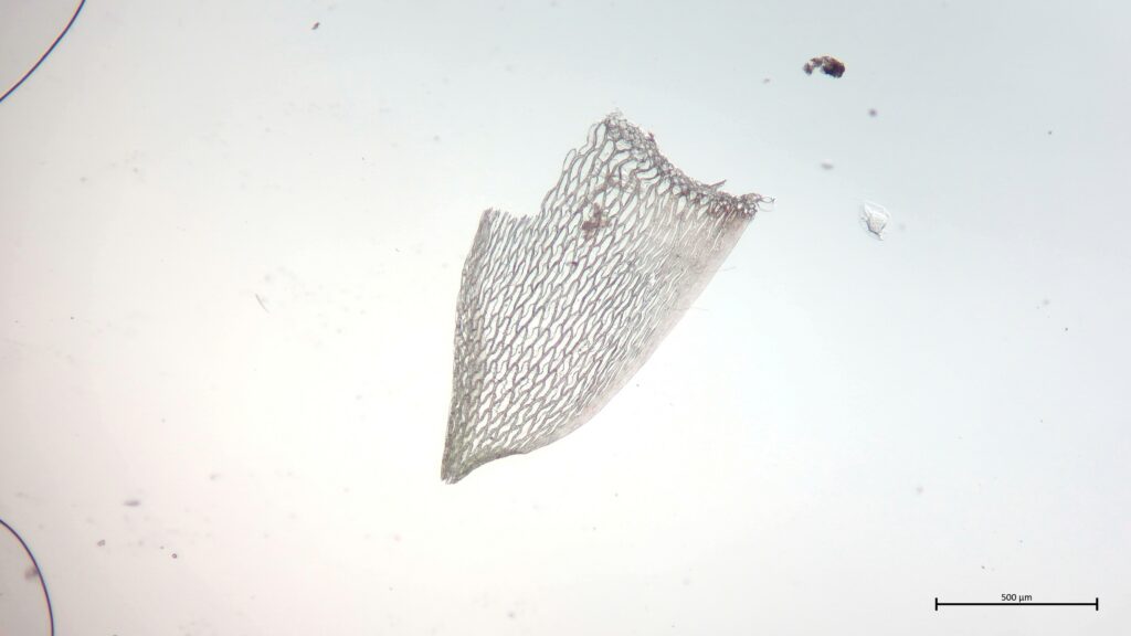 Stammblatt von Sphagnum subnitens