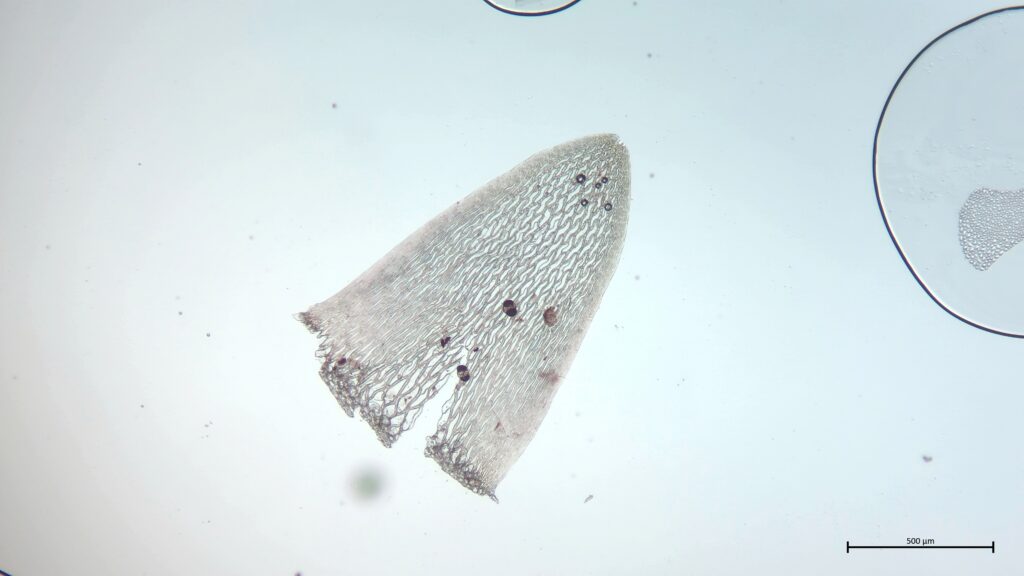 Stammblatt von Sphagnum subnitens
