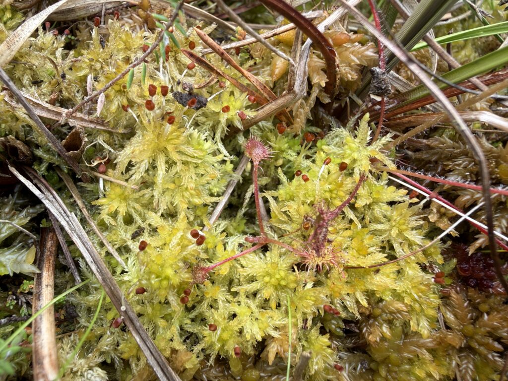 Sphagnum tenellum