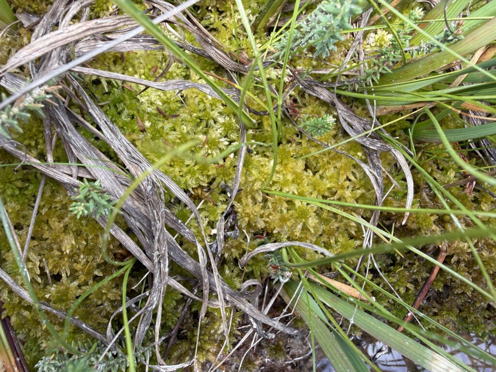 Sphagnum tenellum