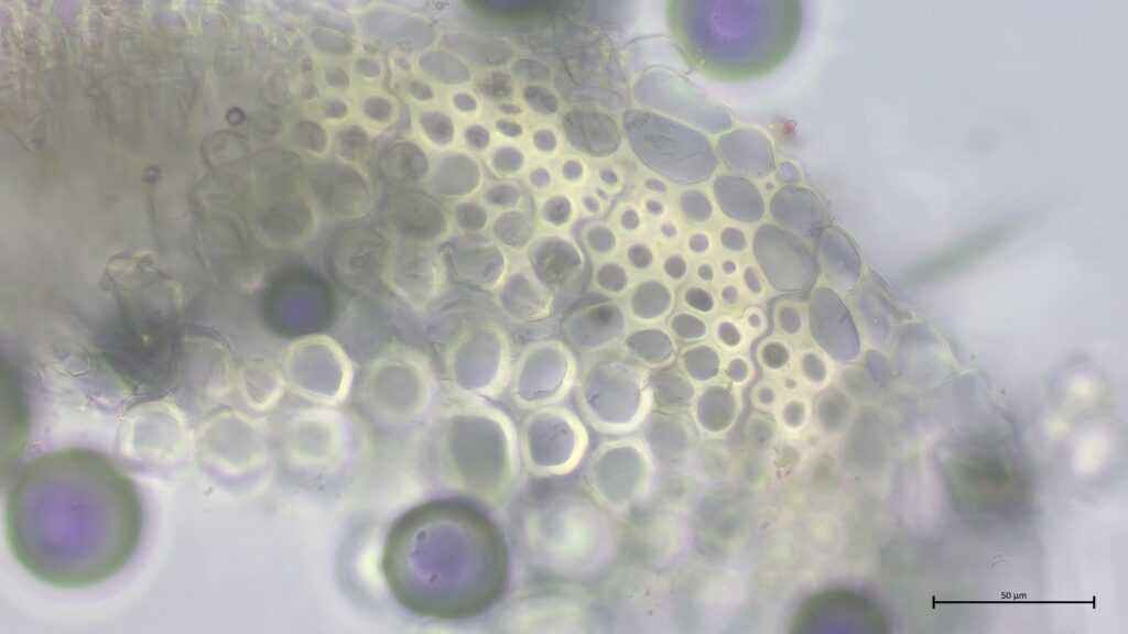 Stammquerschnitt von Sphagnum tenellum