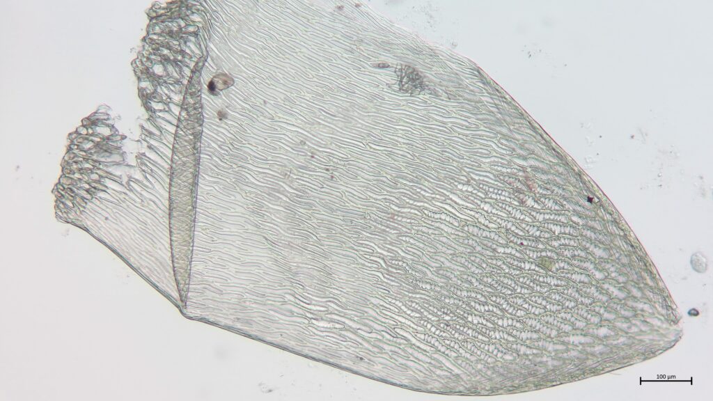 Stammblatt von Sphagnum tenellum