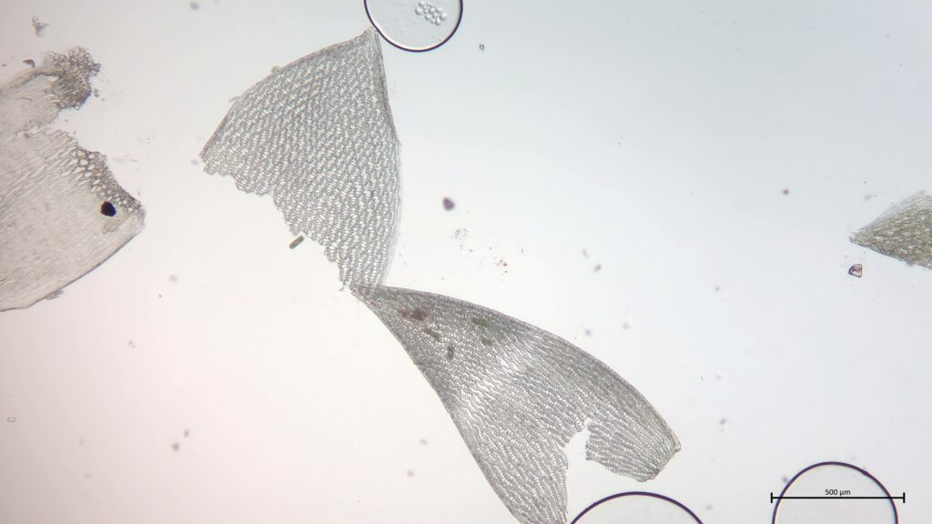 Ast- und Stammblatt von Sphagnum tenellum