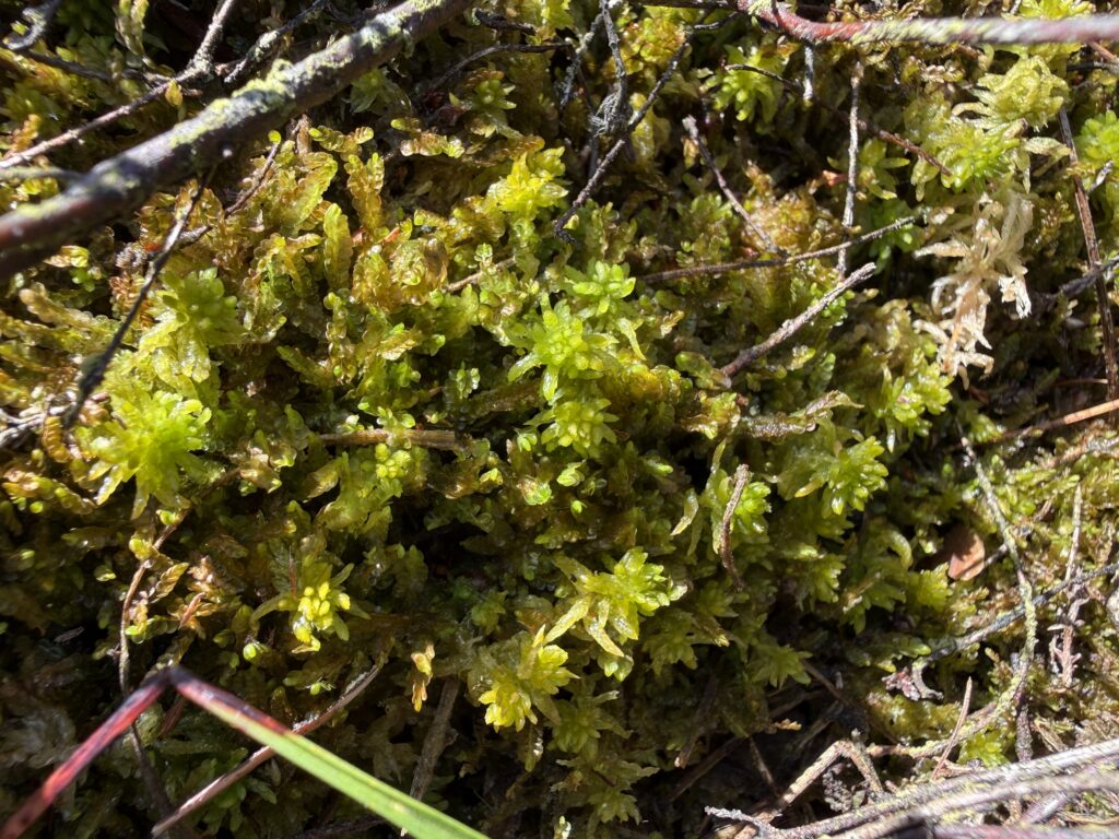 Sphagnum tenellum