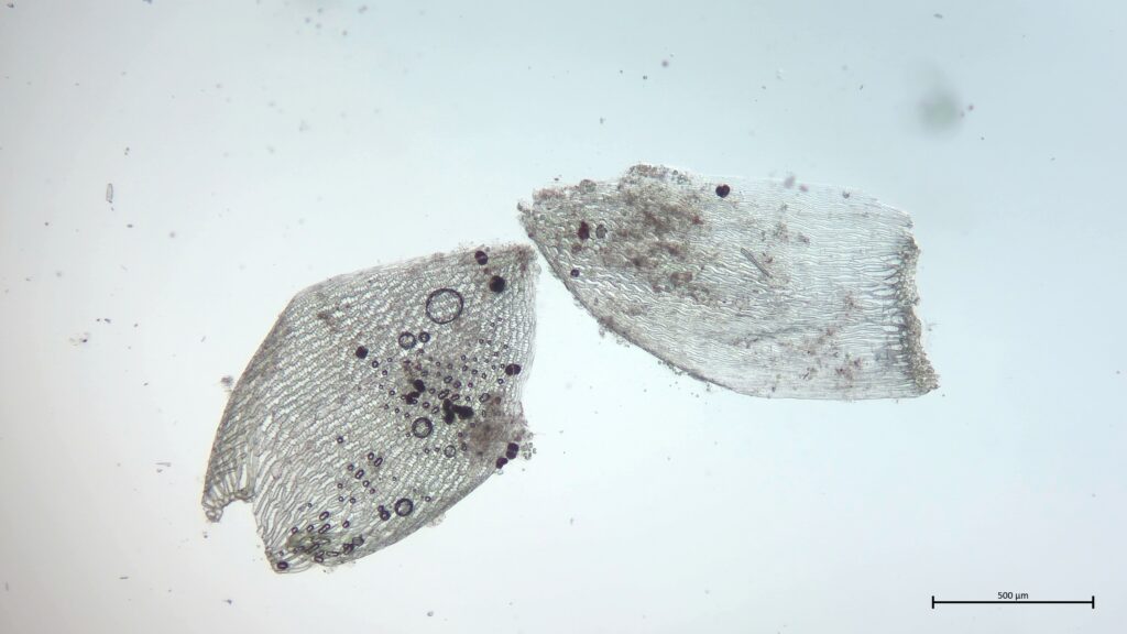 Ast- und Stammblatt von Sphagnum tenellum