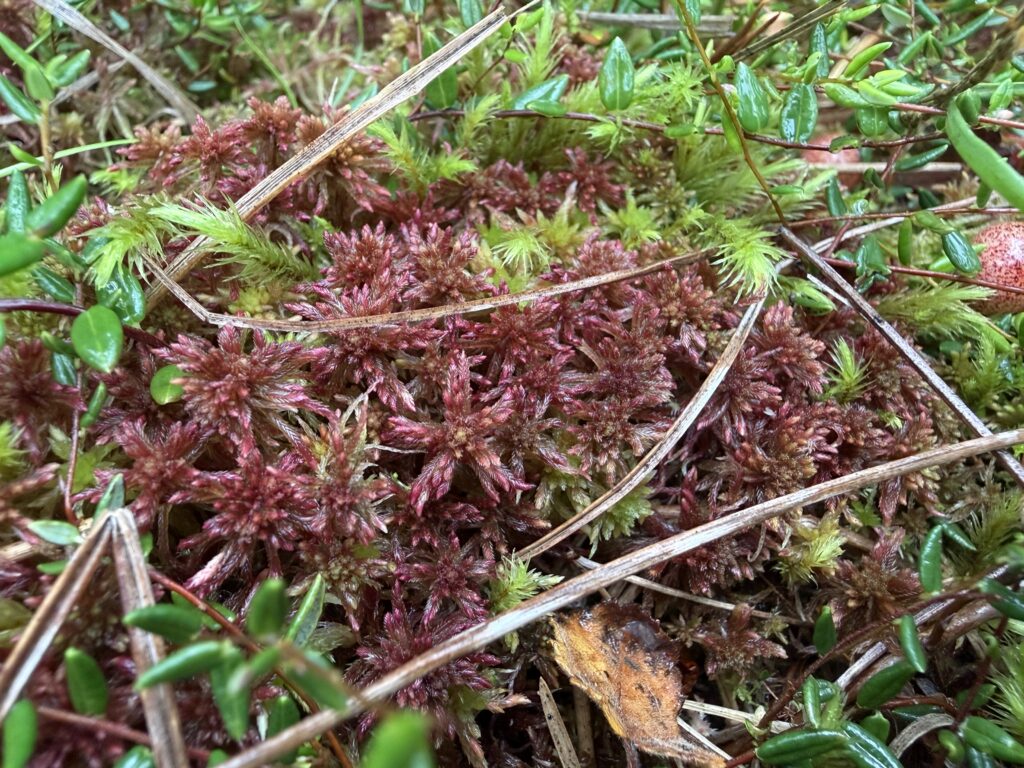 Sphagnum warnstorfii Hannover