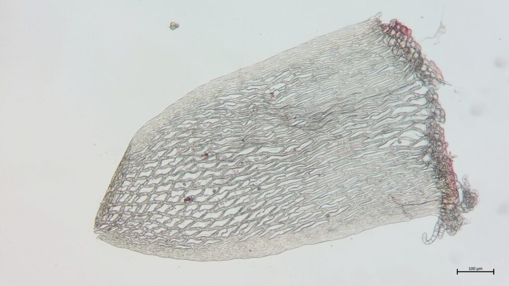 Sphagnum warnstorfii Stammblatt