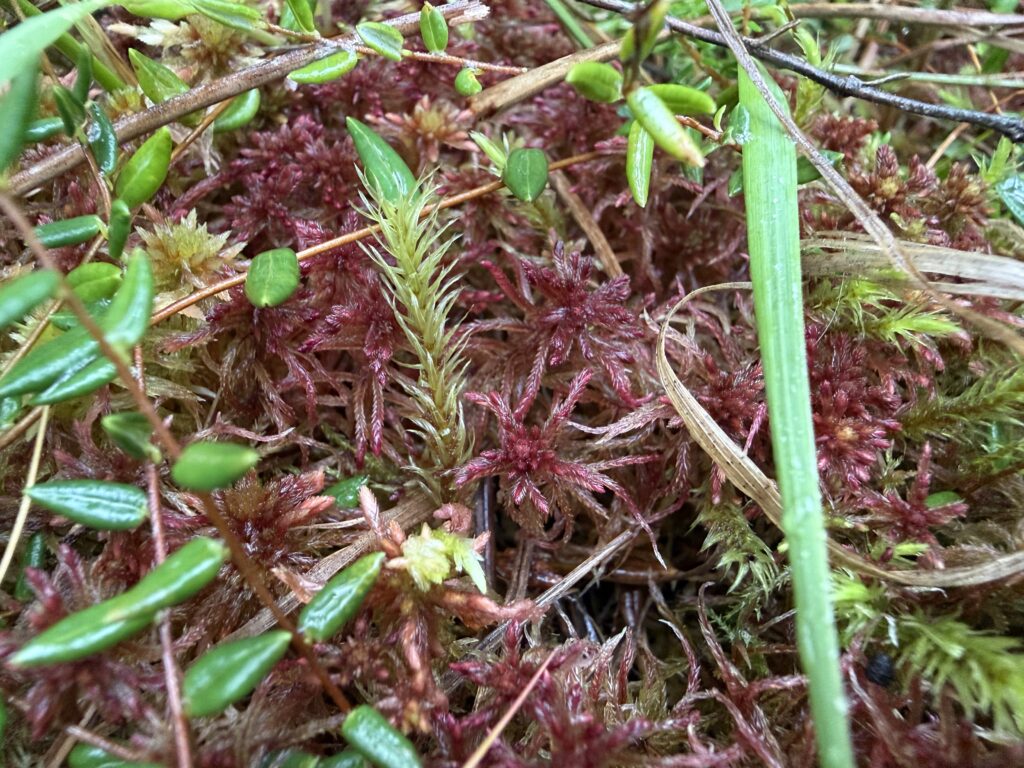 Sphagnum warnstorfii Hannover