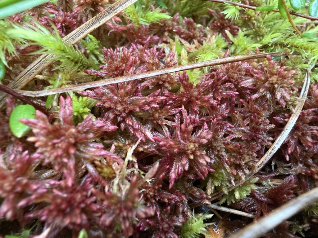 Sphagnum warnstorfii Hannover