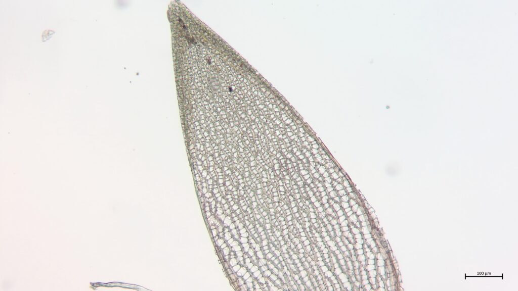 Sphagnum warnstorfii Astblatt