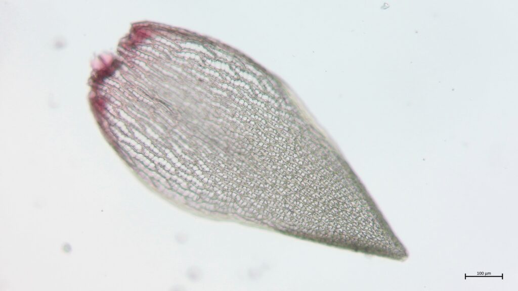 Sphagnum warnstorfii Astblatt