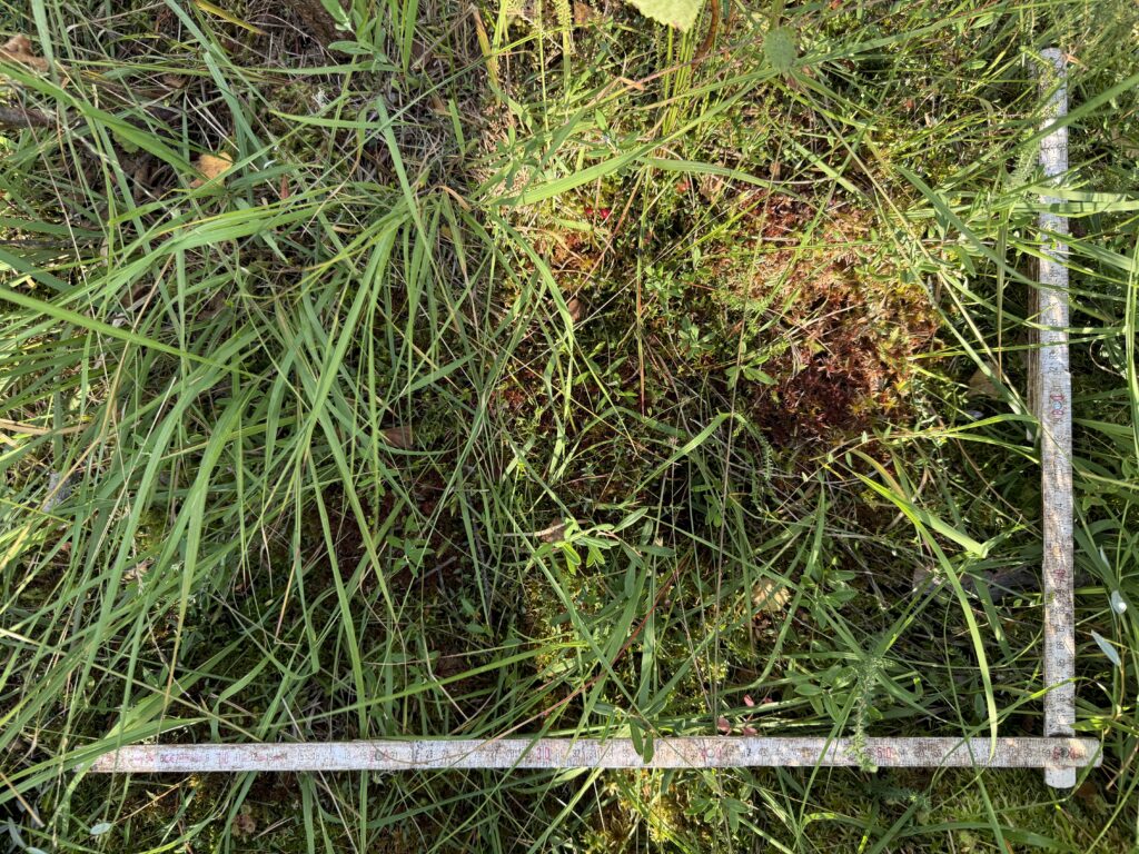 Sphagnum warnstorfii Hannover